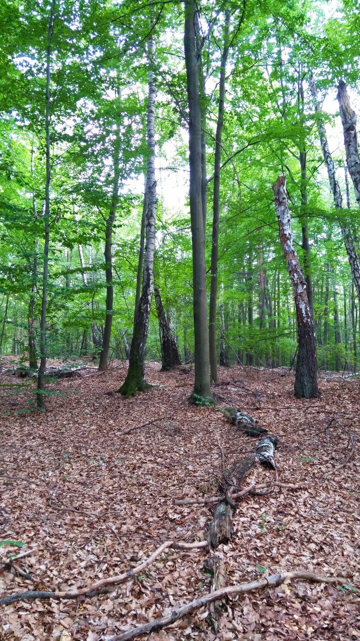 forest
