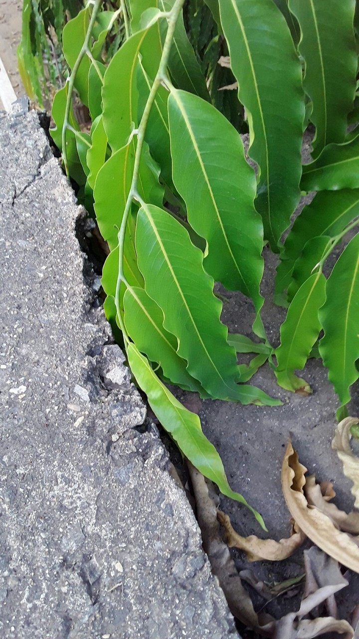 nature