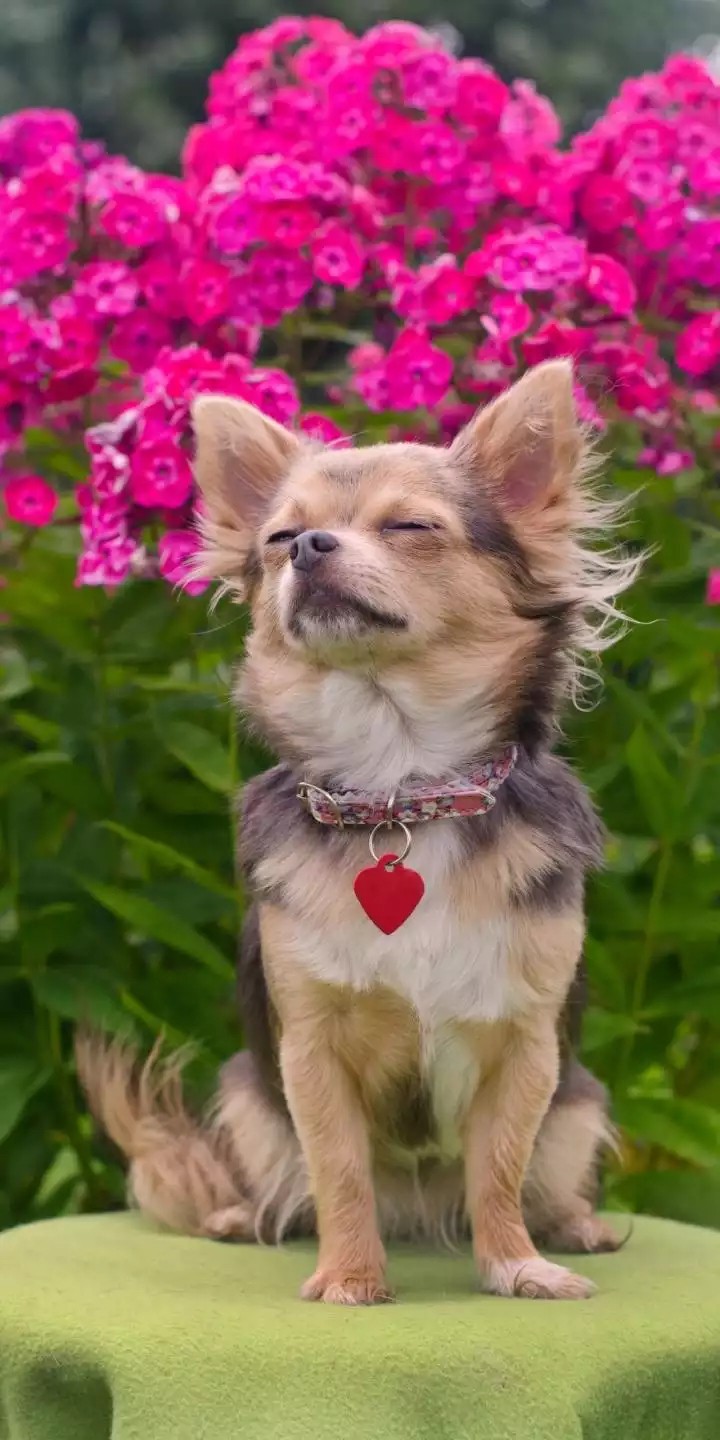 puppy