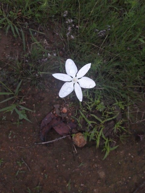 Florain
