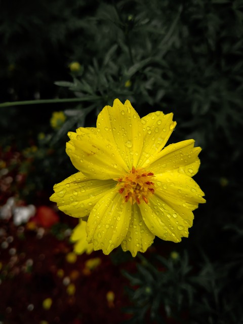 subshrub, petal háttérképek