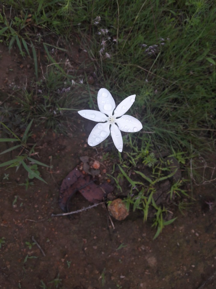 Florain