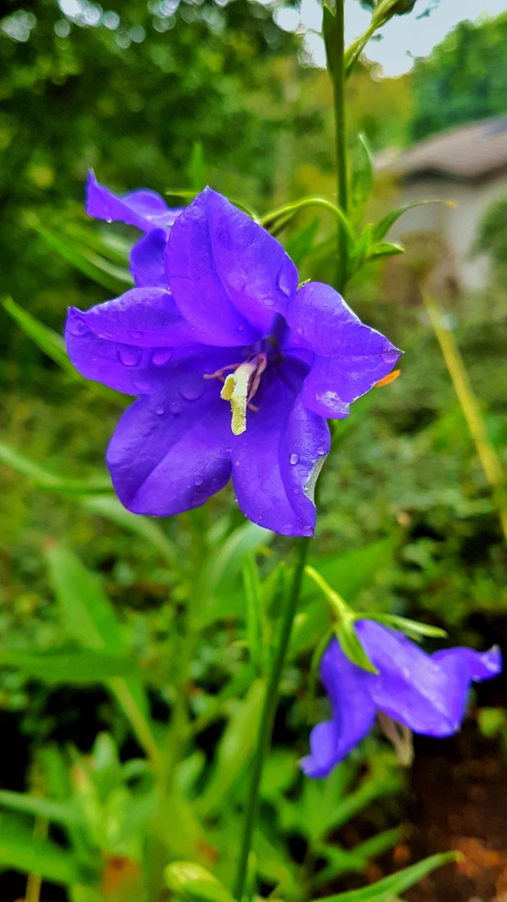 Une fleur.