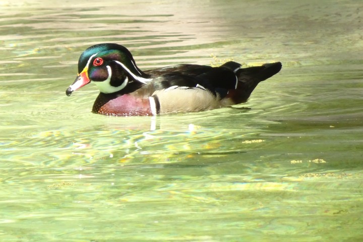 duck