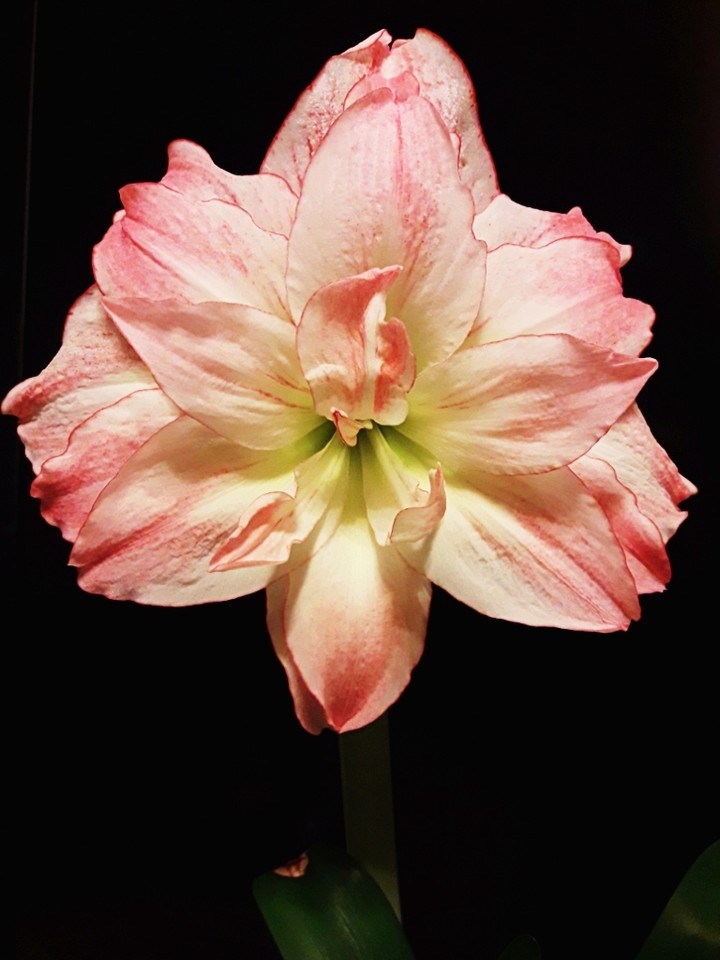 hippeastrum