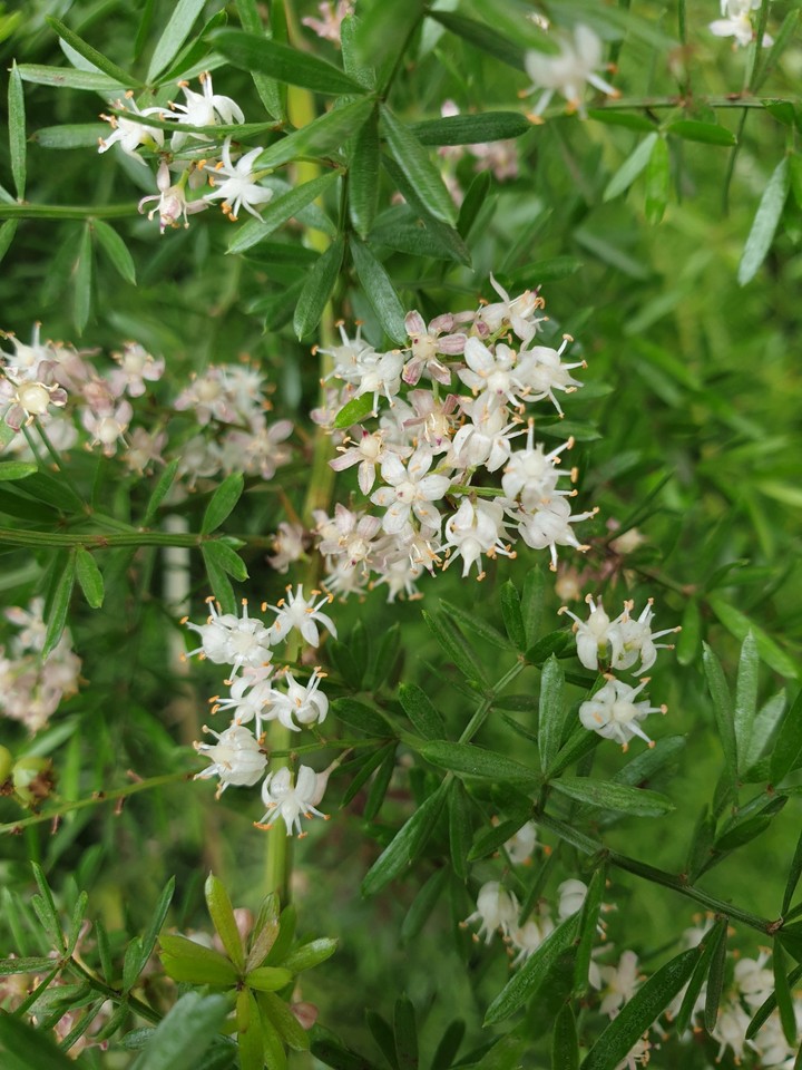 Sweet flowers