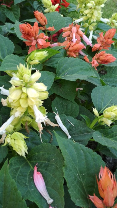 sfondi herb, flower