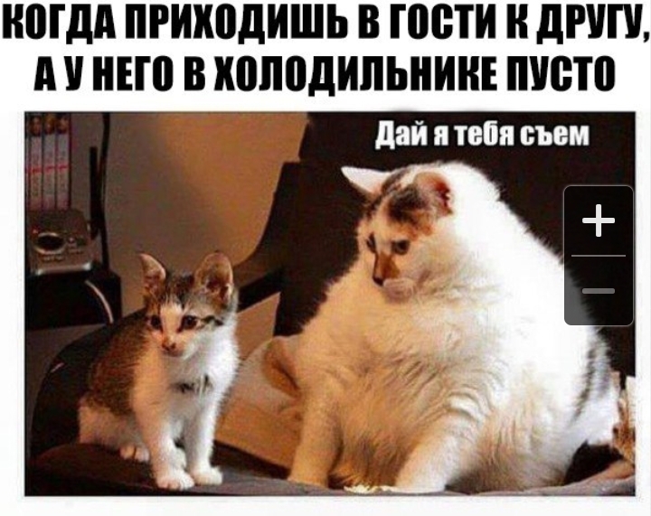 кот