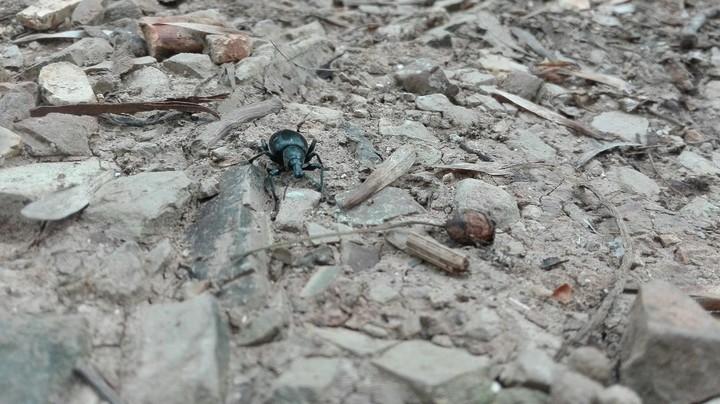 insect