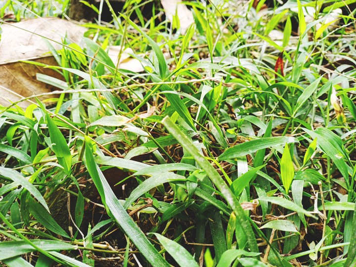 Green Grass valley