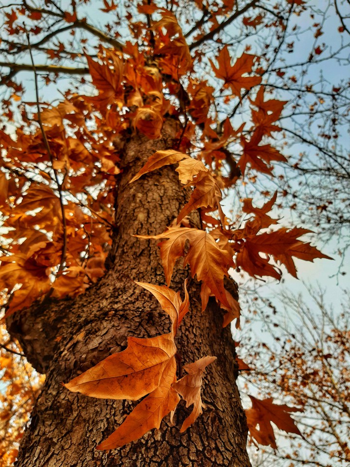 sonbahar autumn