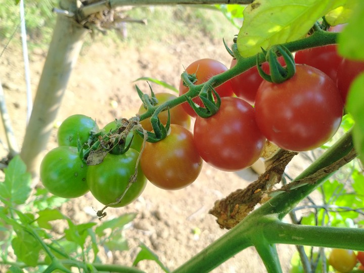 tomato