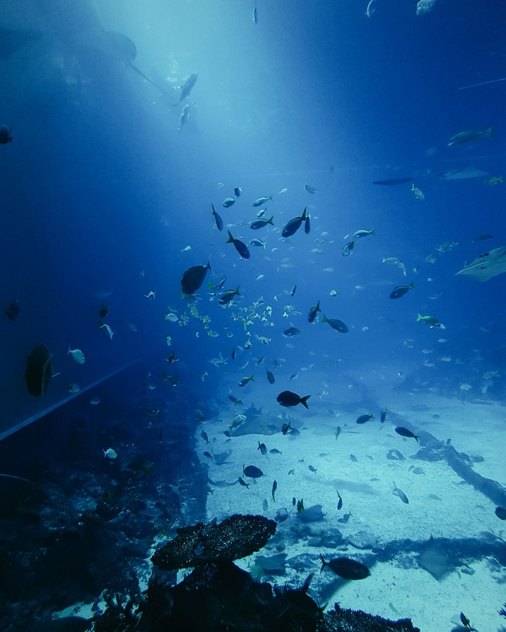 Beneath the Ocean