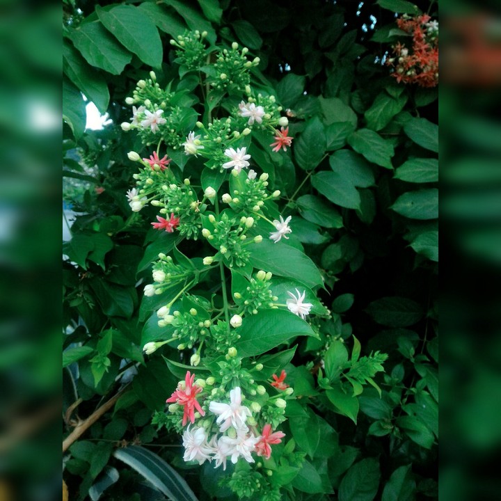 anone flower