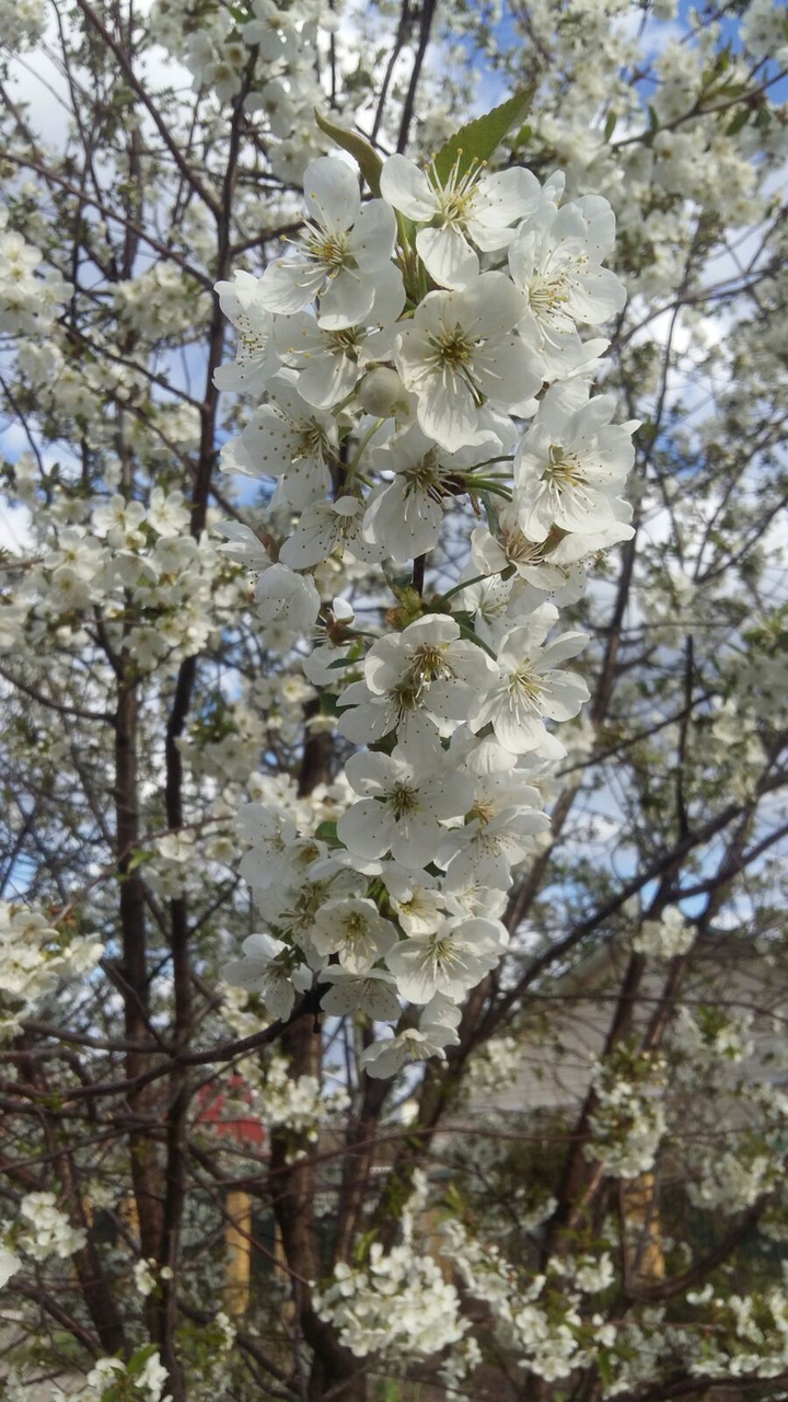 cherry blossoms