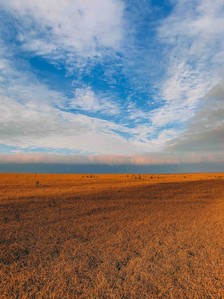 field of gold