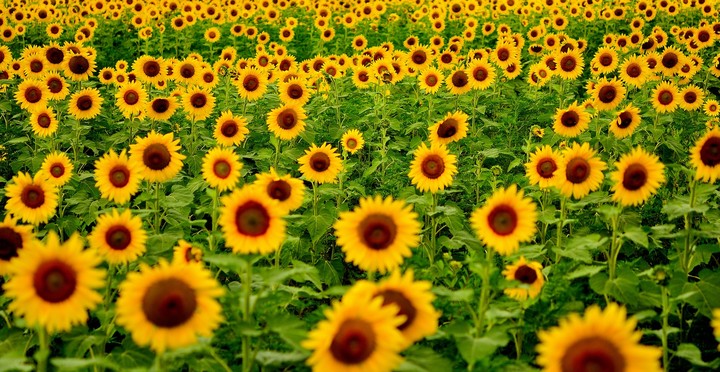 Sunflowers#