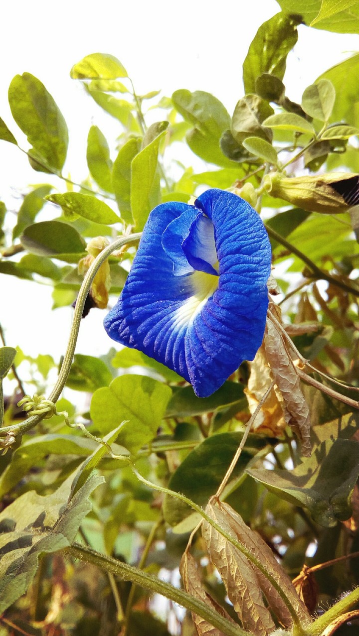 sunshine on blue