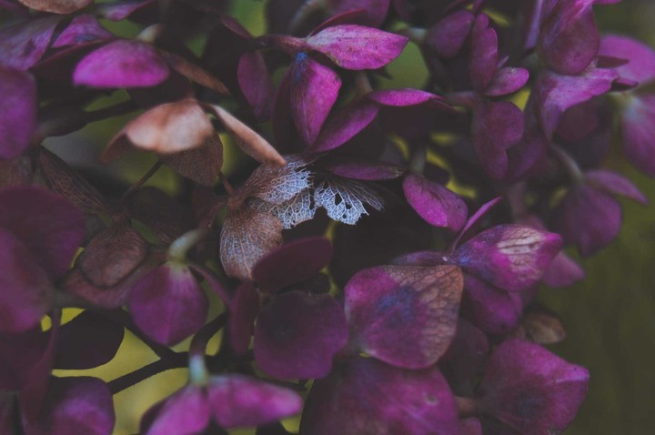 Garden Flower