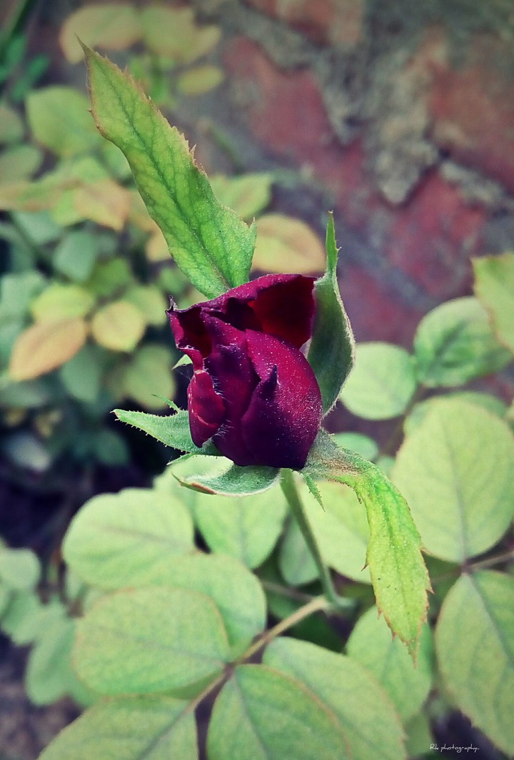 red rose