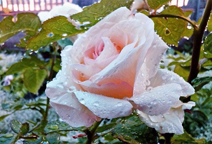 Drops
