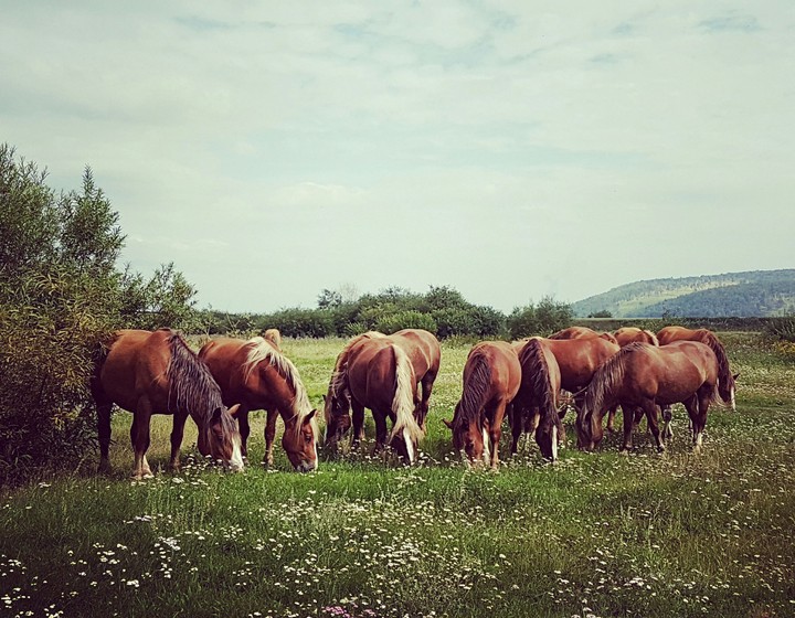 horse