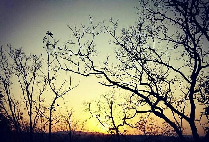 Sunset view between the trees