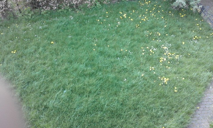 spring