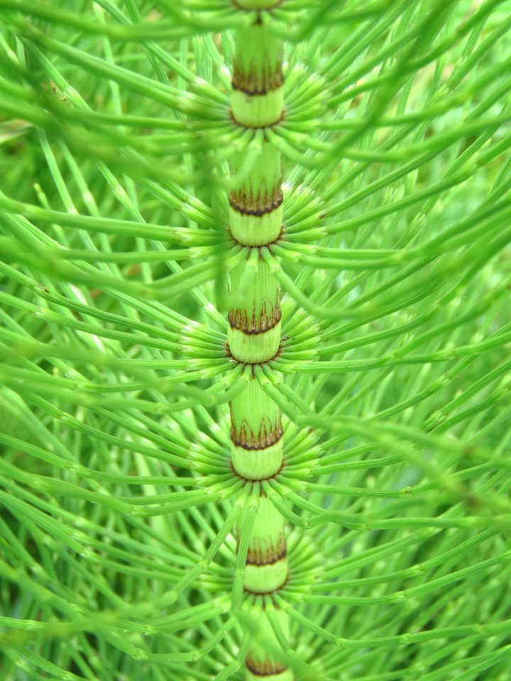 Great Horsetail/Giant Horsetail