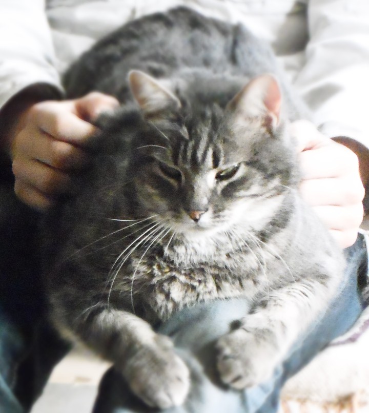 Lazy Cat