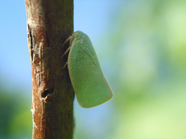 cigarra