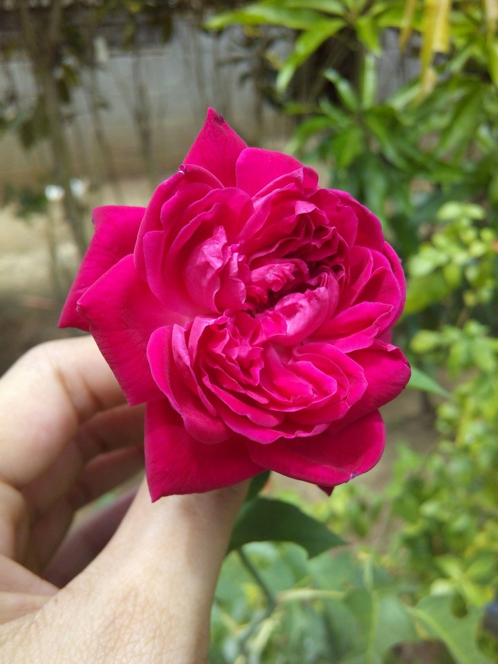 pink rose