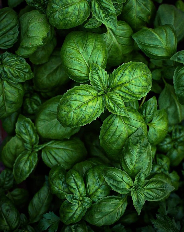 Basil
