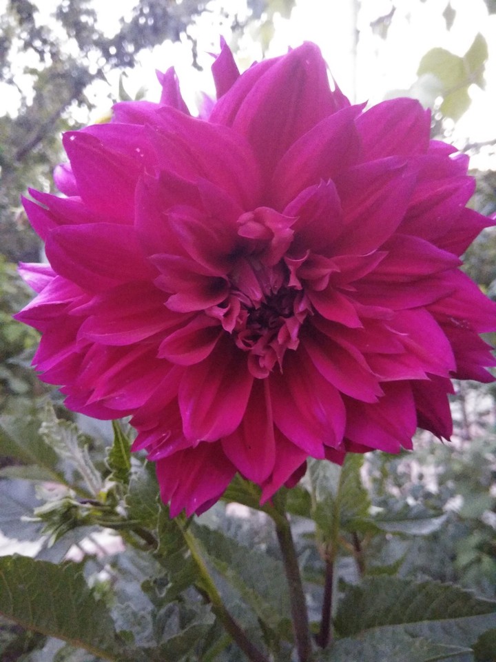gheorghina floare