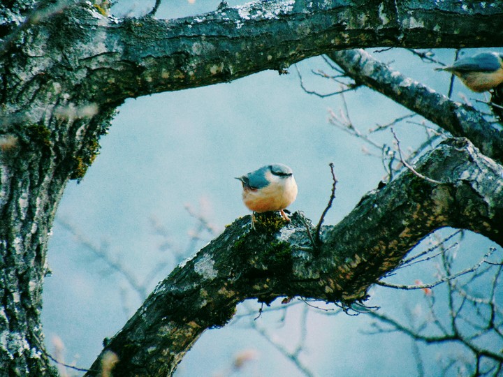 Bird 