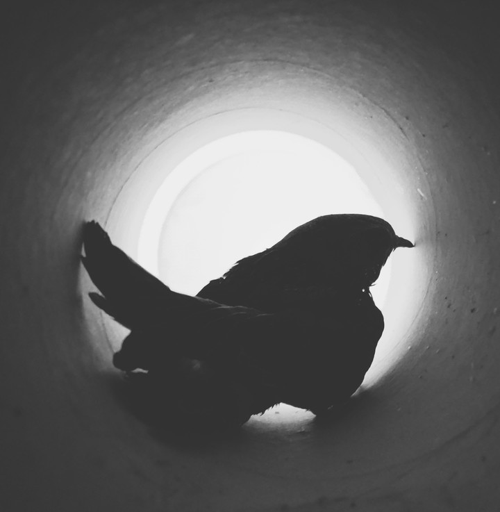 silhouette