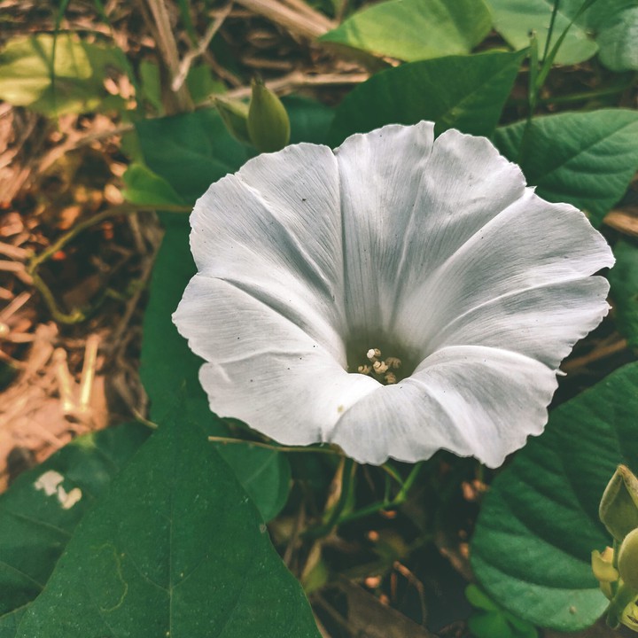 White beauty