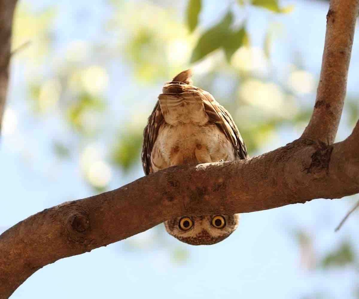 Peek-a-boo!