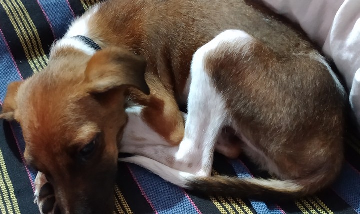 is dog