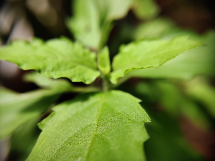 tulsi plant