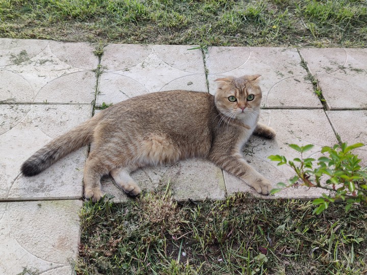 кошка