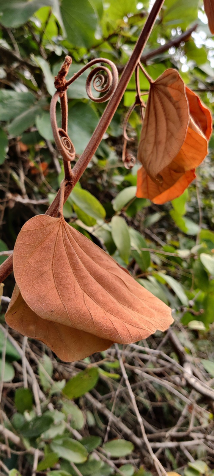 foliage