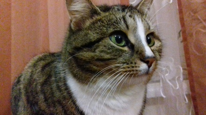cat