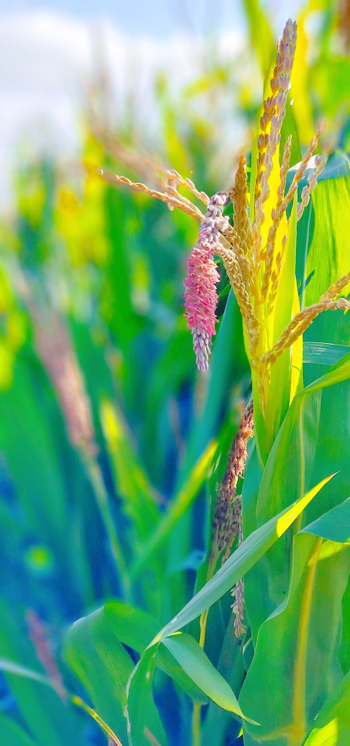 corn plant