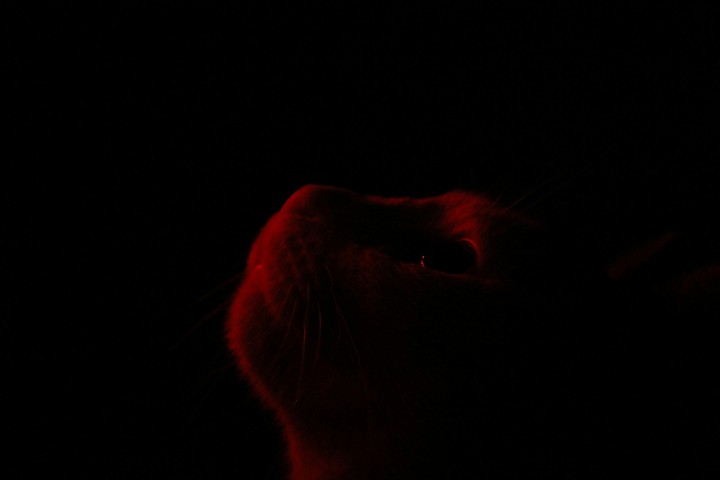 Darksider in the cat