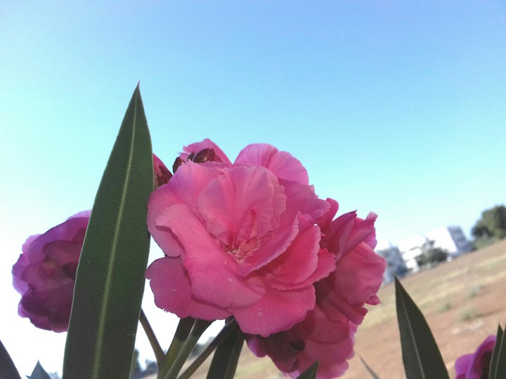 pink flower