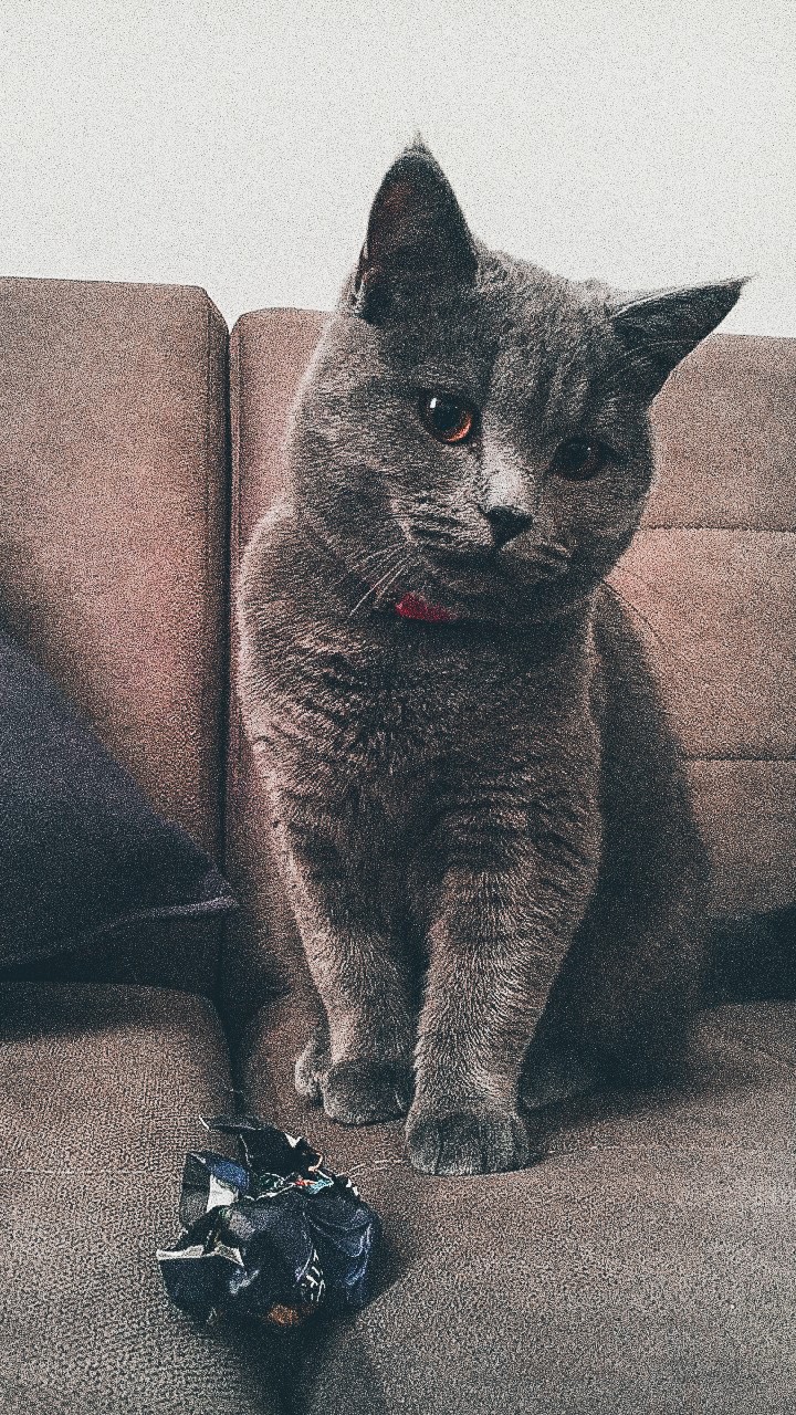 Scottish Fold