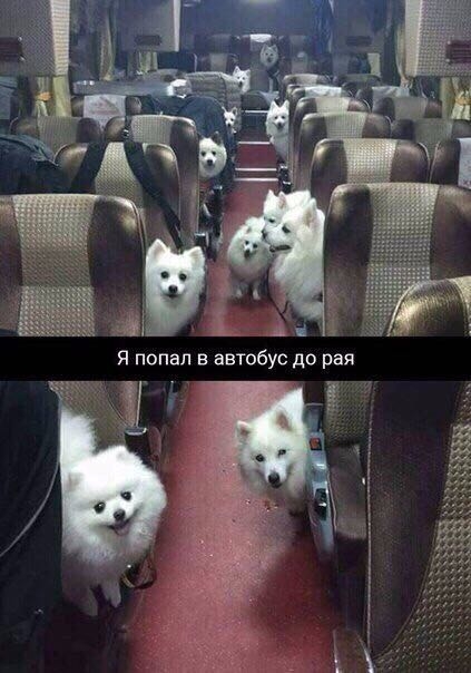 японский шпиц