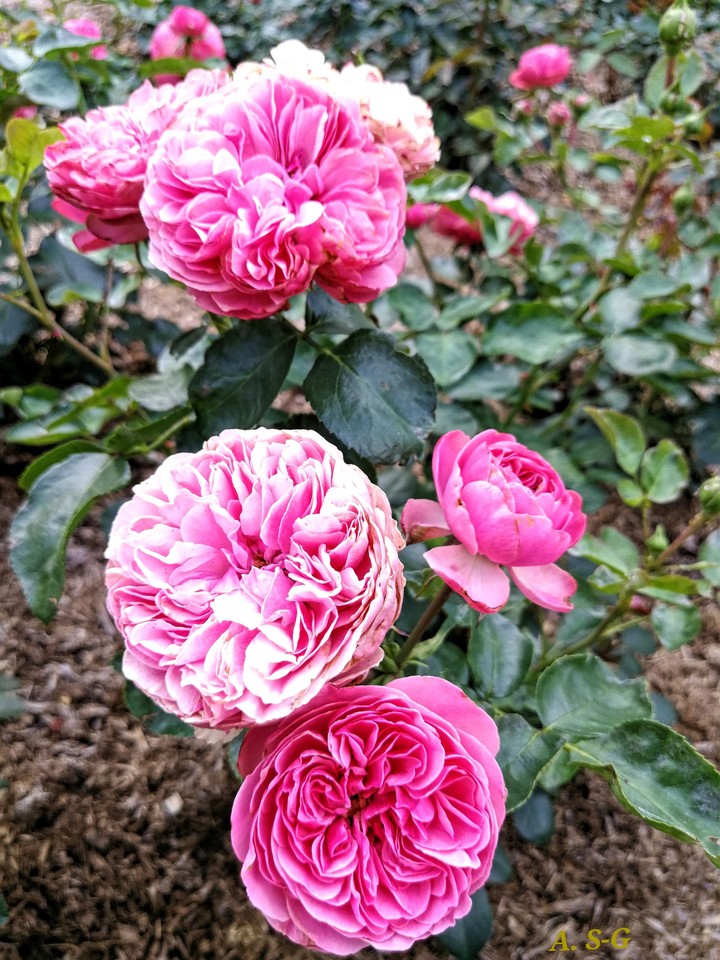Pinke Rosen