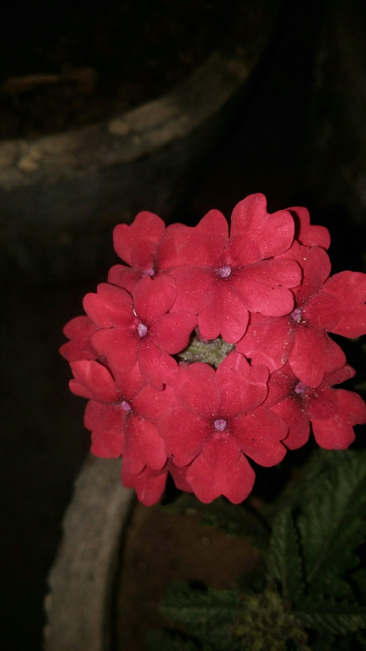 my garden